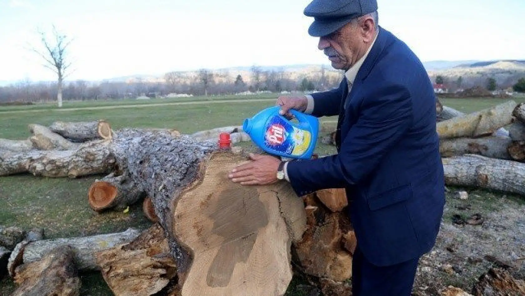 Ağacın gövdesindeki 'kadın silüeti' ilgi çekiyor