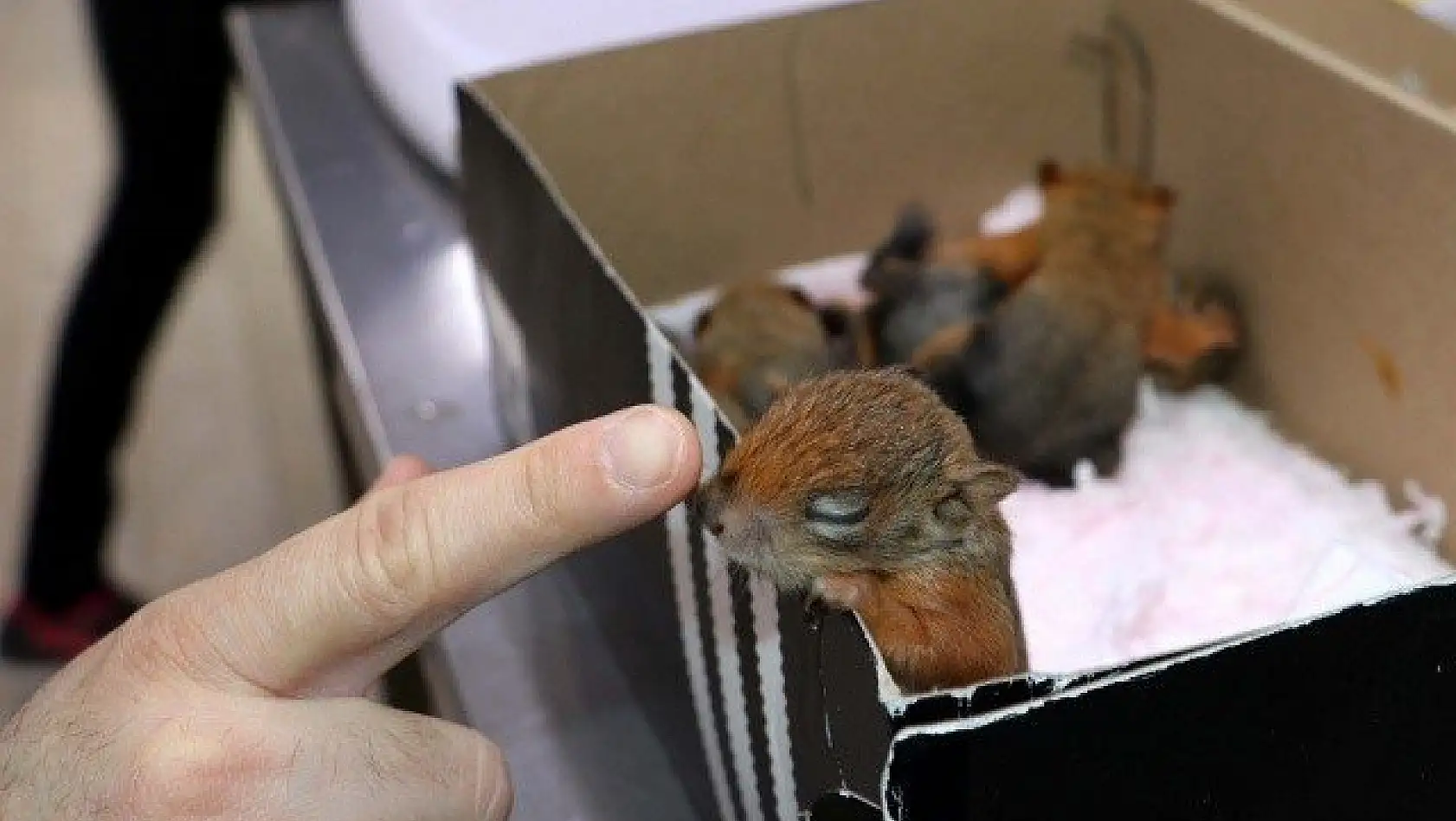 Sincap yavrularına &quotbebek" gibi bakıyorlar