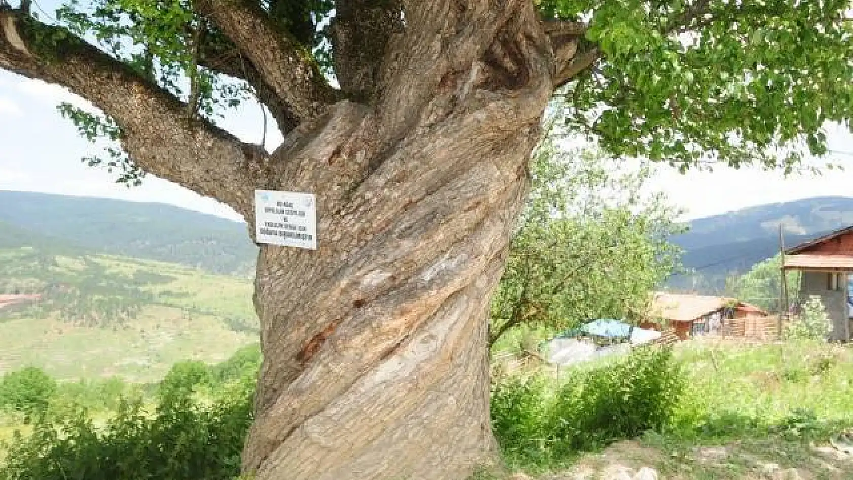 200 yıllık burgulu armut ağacı görenleri şaşırtıyor