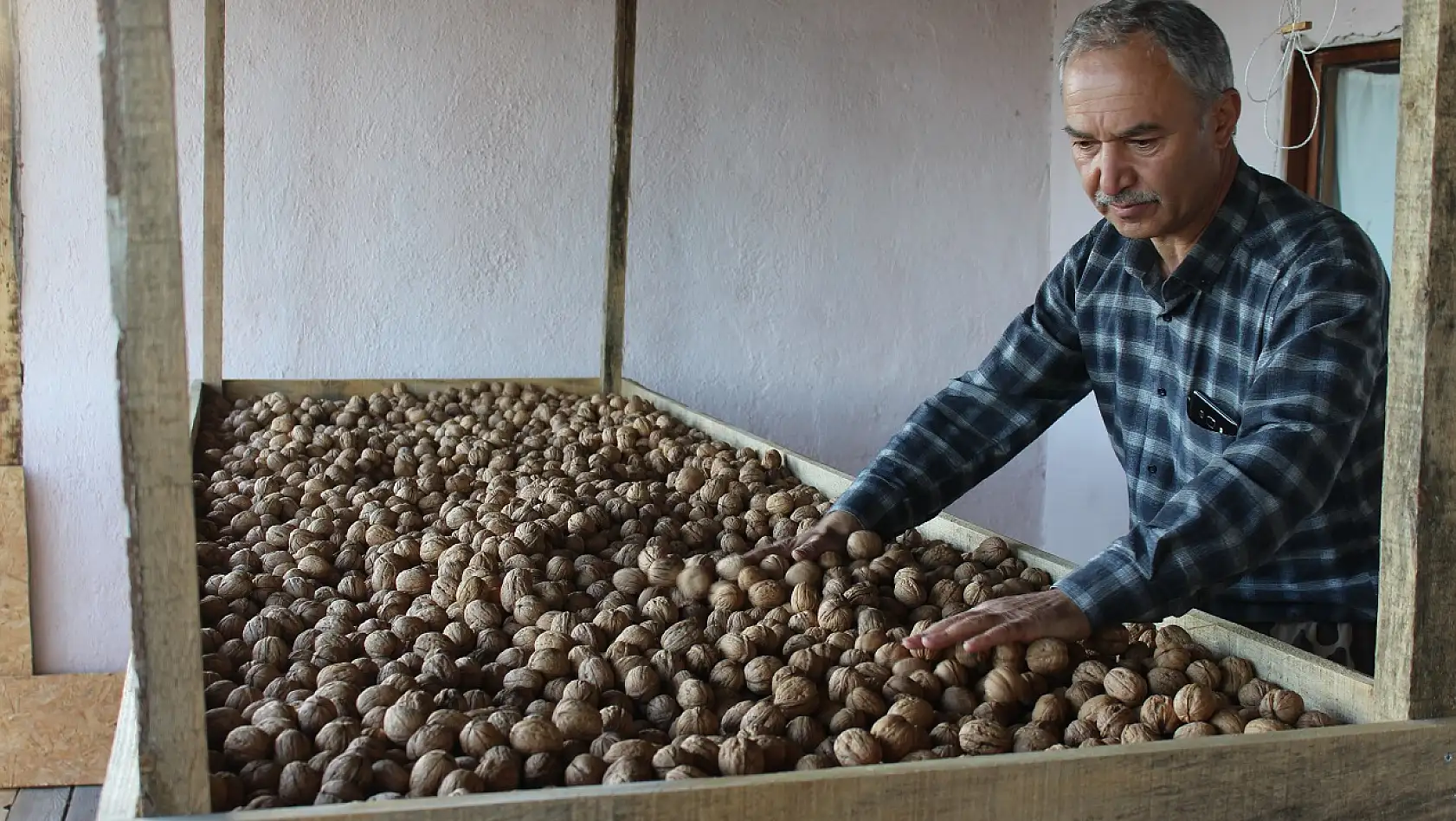 Tosya'da 850 ton ceviz hasadı yapıldı