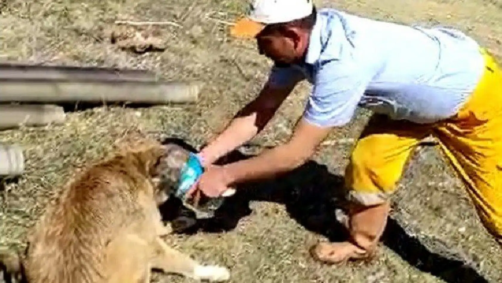 Taşköprü'de kafası bidona sıkışan köpek kurtarıldı