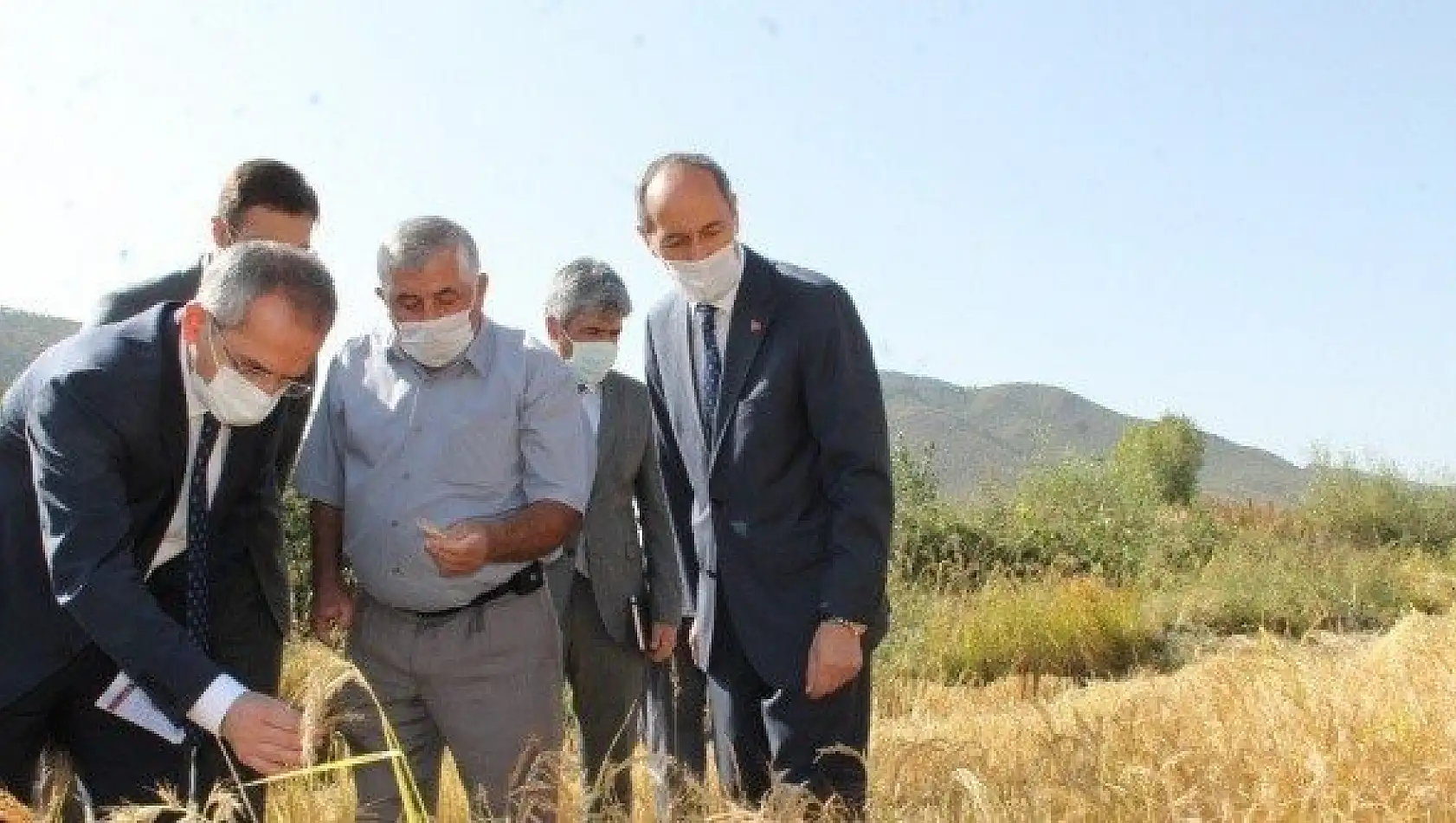 Coğrafi işaretli pirincin hasadı başladı