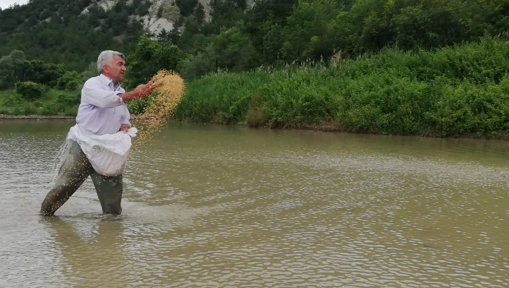 Atıl araziye deneme amaçlı çeltik ekildi