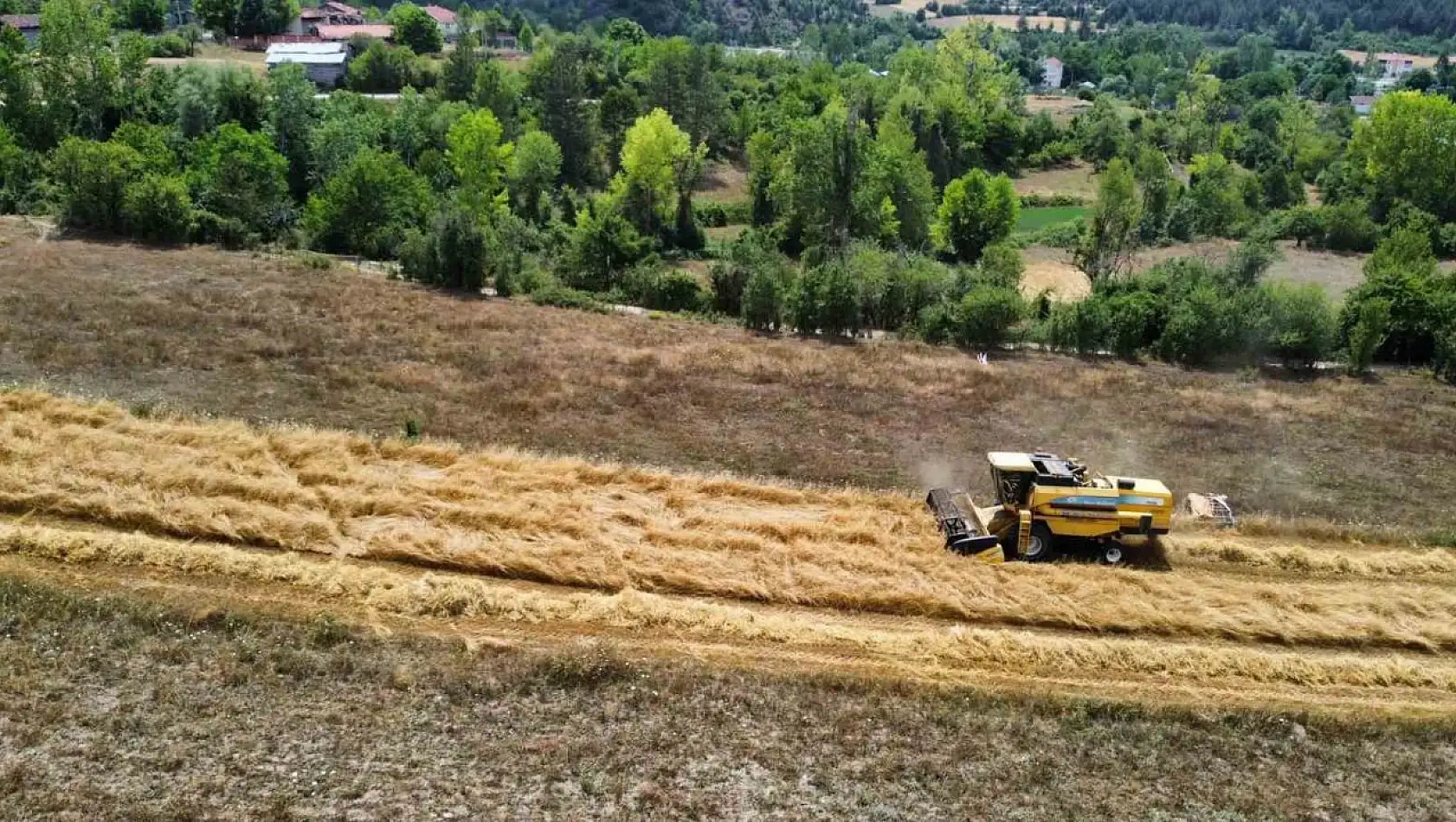 Siyez hasadı başladı