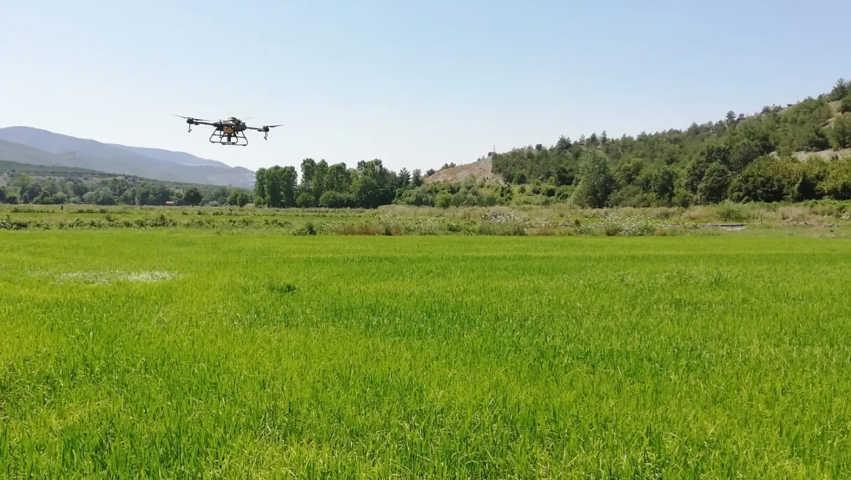 Çeltik tarlaları dronla ilaçlandı