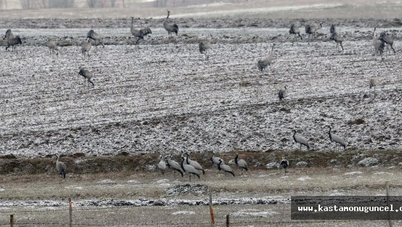 Telli Turnalar, İlk Kez Kastamonu'da Fotoğraflandı