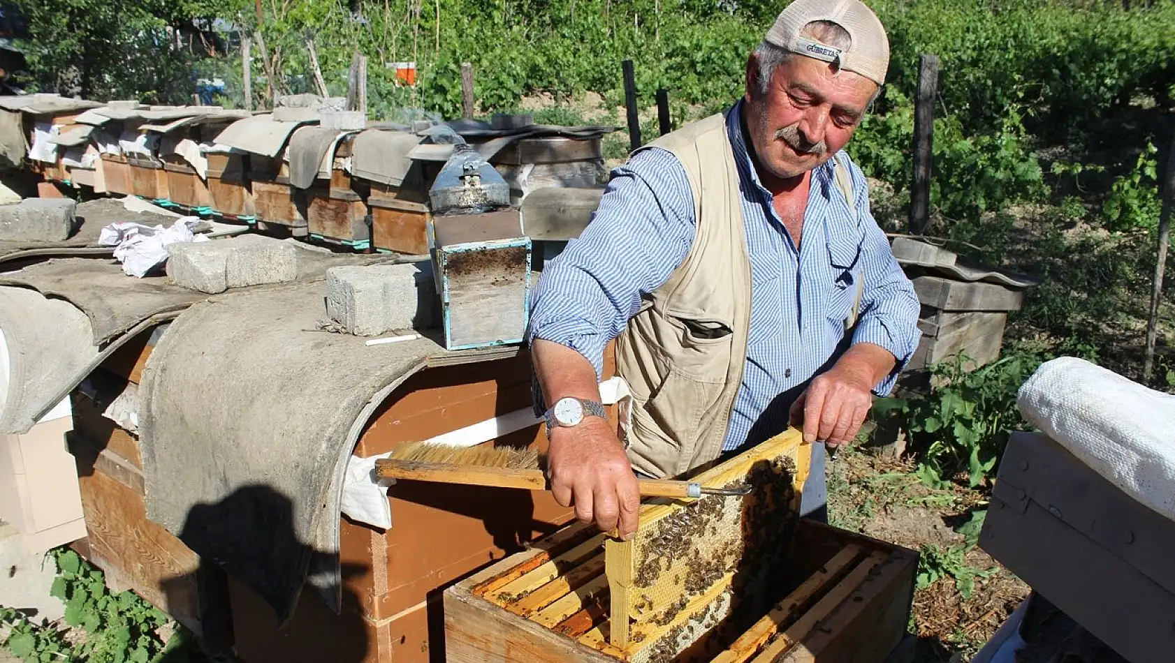 Tosya'da 50 ton bal rekoltesi gerçekleşti