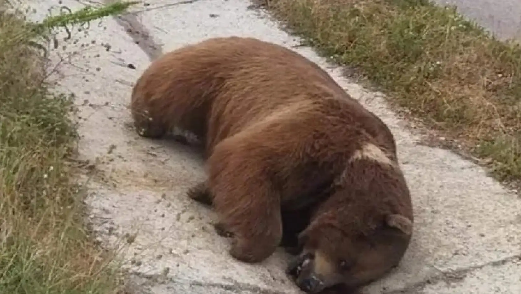 Yolda boz ayı ölüsü bulundu