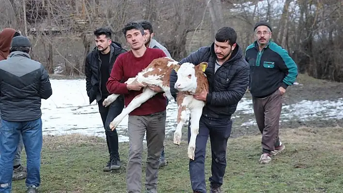 15 evin kül olduğu yangından kurtardığı buzağısını kucağında taşıdı