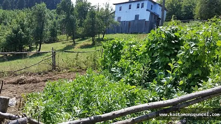 Kastamonu'da kenevir operasyonu