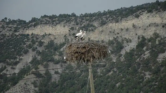 Leyleklere Büyük İlgi