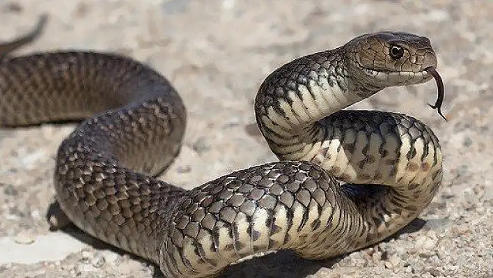 Yılanın soktuğu kadın hastaneye kaldırıldı