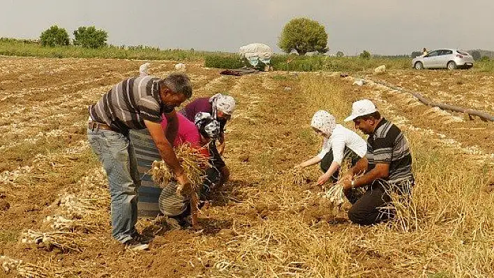 Taşköprü sarımsağının hasadı başladı