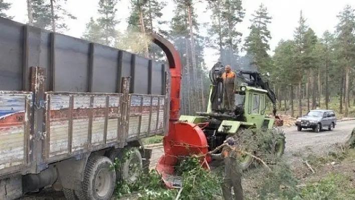 Orman gençleştirme çalışmalarında ekonomiye katkı