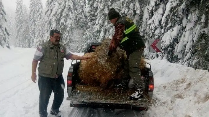 Kastamonu'da yaban hayvanları yemleniyor