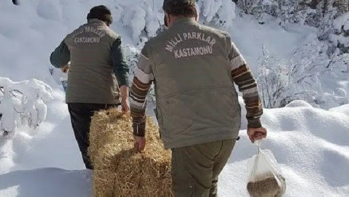 Tosya'da yaban hayvanları unutulmadı