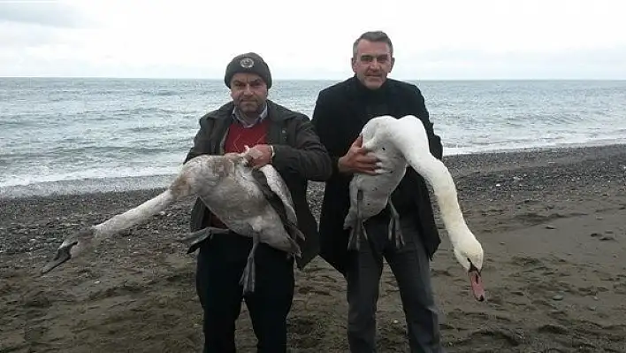 Yaralı Kuğular tedavi altına alındı