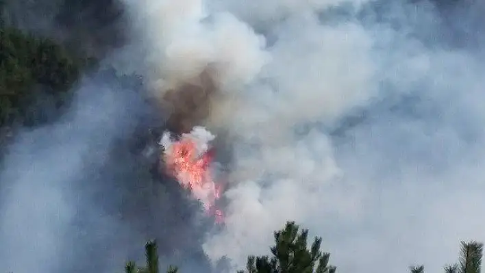 Kastamonu'da orman yangını!