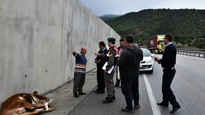 Kastamonu'da D-100 karayoluna inek düştü