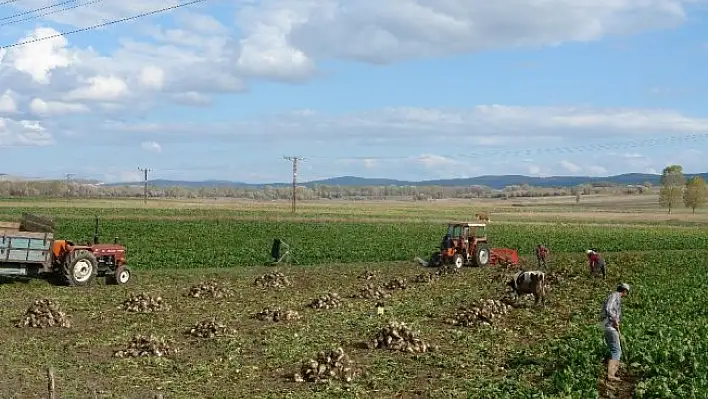 Daday'da pancar üretimi arttı