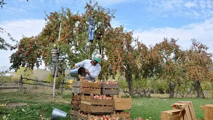 Kastamonu elmasında rekolte beklentisi yüksek