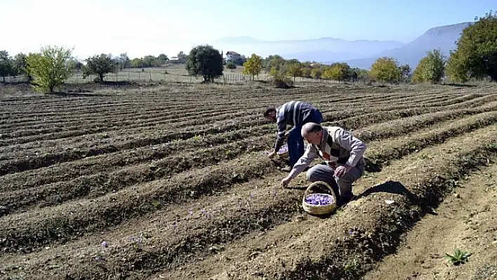 'Mucize bitki'nin hasadı başladı