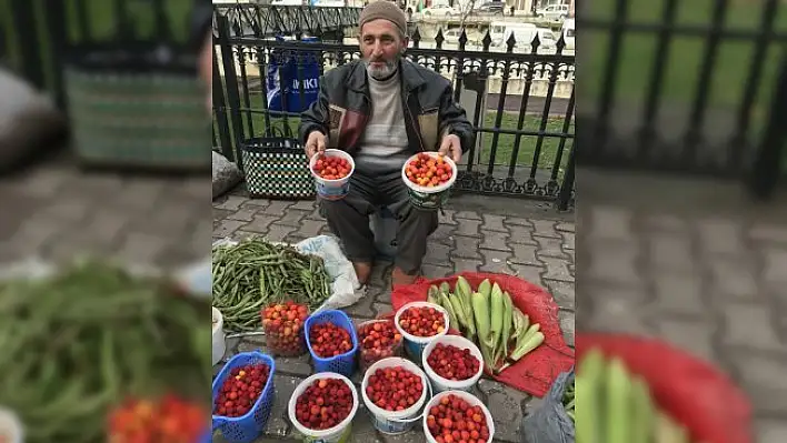 İnebolu'da mumgile satışa sunuldu