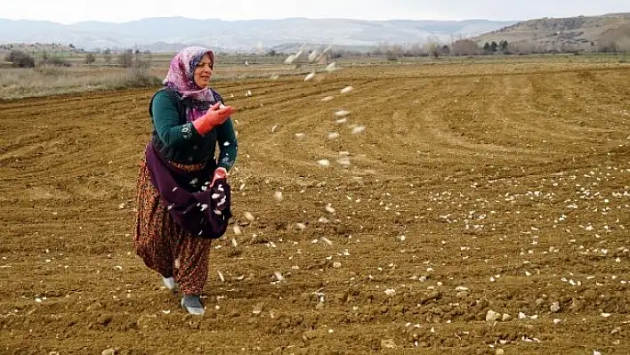 'Beyaz Altın'ın ekimi başladı