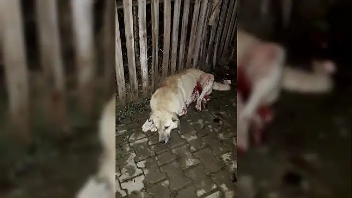 Tüfekle vurulan köpek ilçeyi ayağa kaldırdı