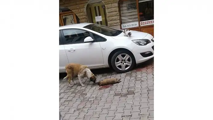 Ölen yavrusunun başından ayrılmadı