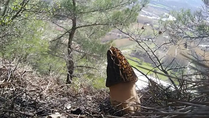 Kuzugöbeği mantarı köylüleri sevindirdi