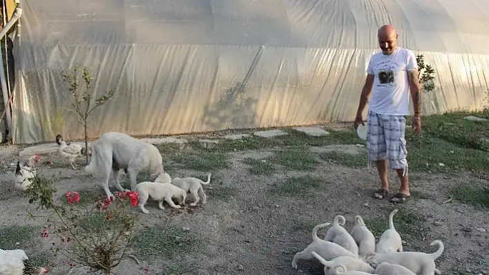 İnsanlardan sıkıldı hobi çiftliği kurdu