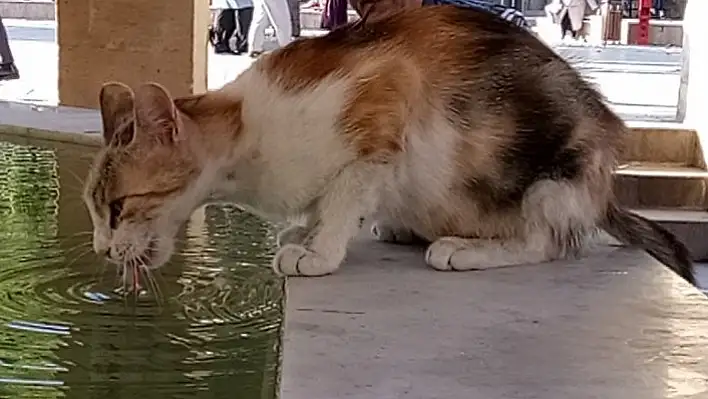 Sıcak hava hayvanları da etkiledi