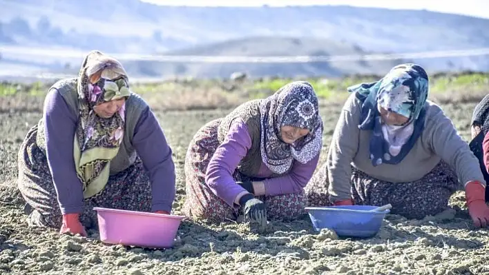 Sarımsak işçilerinin yevmiye ücretleri belli oldu