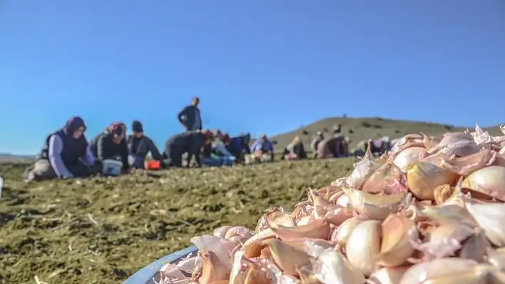 Taşköprü'nün beyaz altını toprakla buluştu