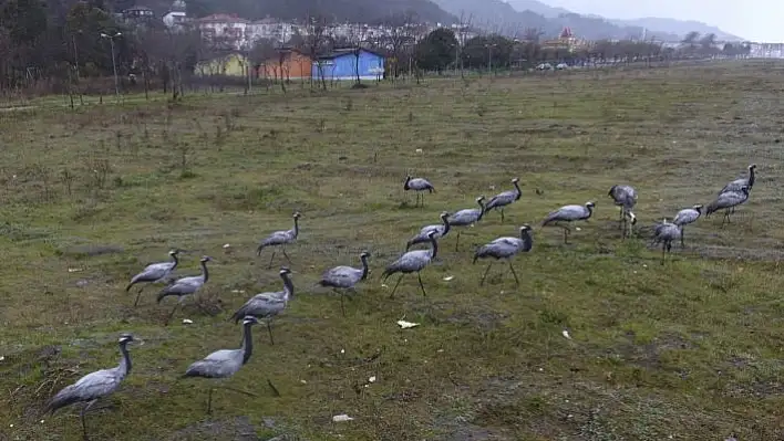 Kastamonu'da konaklayan turnalar doğa tutkunlarını sevindirdi