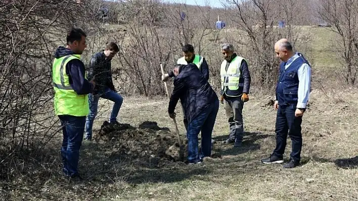 Kastamonu'da trüf mantarlı meşe fidanları dikildi