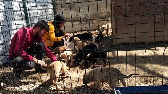 Kastamonu'da sokak hayvanları için 'İmece Projesi'