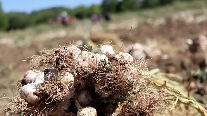 Balıklardaki mantar hastalığına 'sarımsak' deva olacak