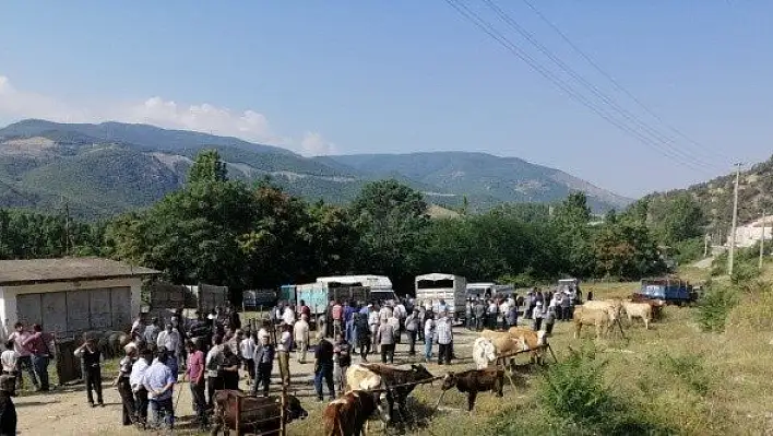 Hanönü'de hayvan pazarı açıldı