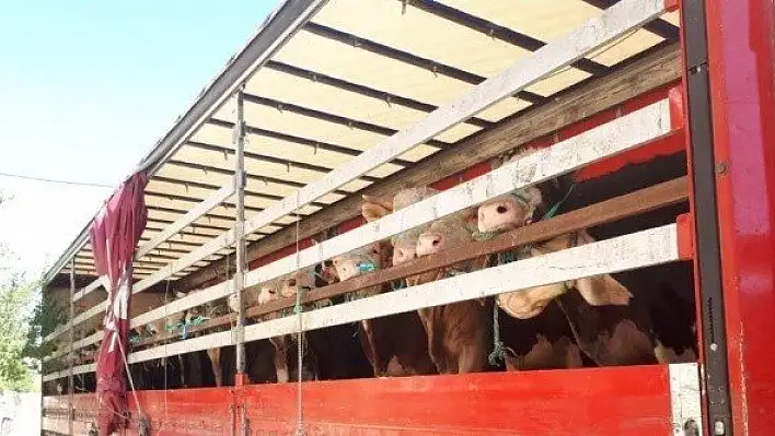 Kastamonu'dan Trakya bölgesine kurban sevkiyatları başladı