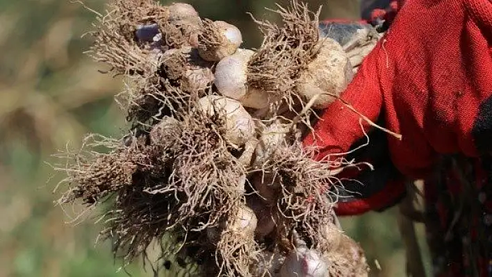 Taşköprü sarımsağında hasat başladı