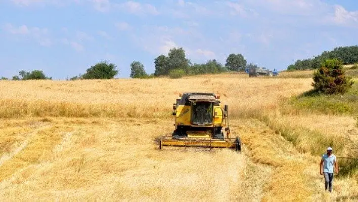 Buğdayın atası 'siyez'de hasat başladı