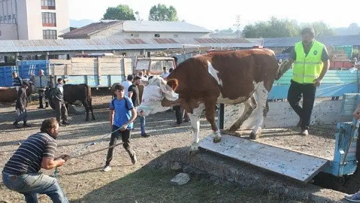 İhsangazi'de hayvan pazarı açıldı