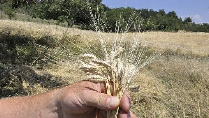 Kastamonu'da siyez hasadı sona erdi