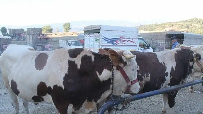 Tosya'da son kurbanlıklar alıcılarını bekliyor