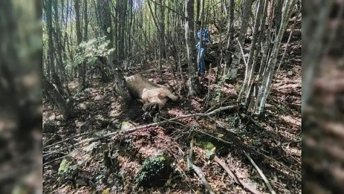 Ayı büyükbaş hayvanı parçaladı