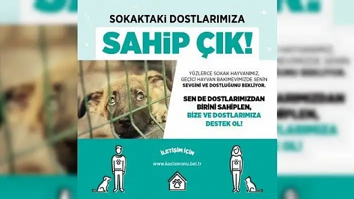 Sokaktaki dostlarımıza sahip çık!