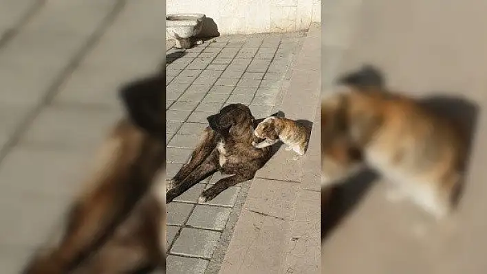 Tosya'da kedi ile köpeğin dostluğu şaşırttı