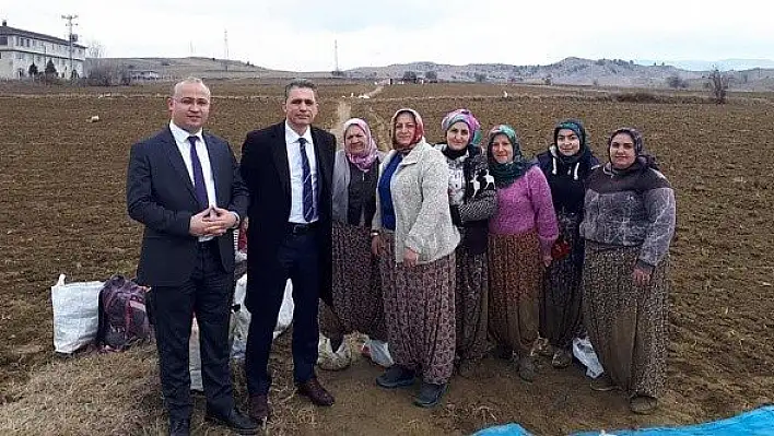 Sarımsak tarlasında çalışanların yevmiyesi belirlendi